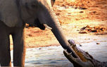فیلم جدال فیل با تمساح گرسنه ! / جذاب و هیجانی !